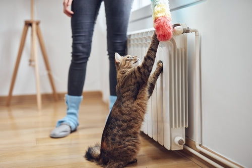 The Dust Dilemma: Why homes get dustier in Winter